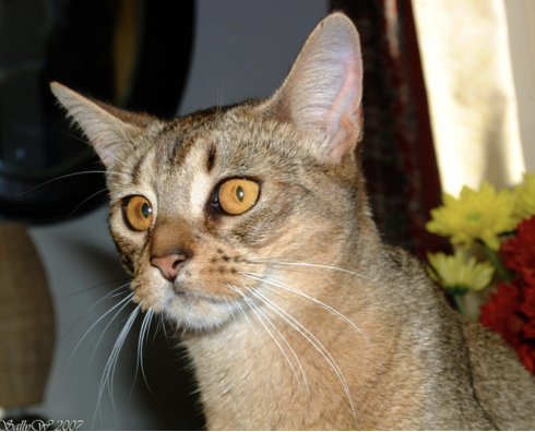 image-20201012120511197